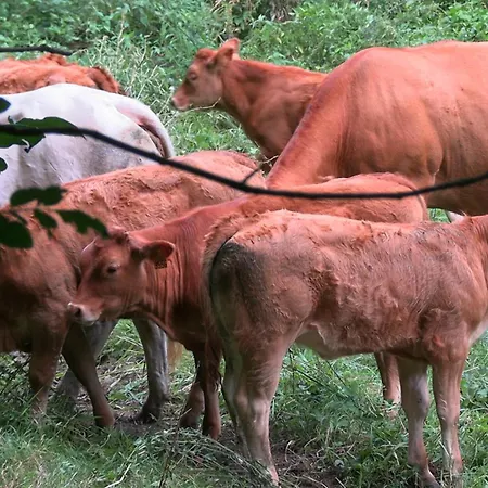 La Ferme Des Hautins - -d'hotes Rieucaze