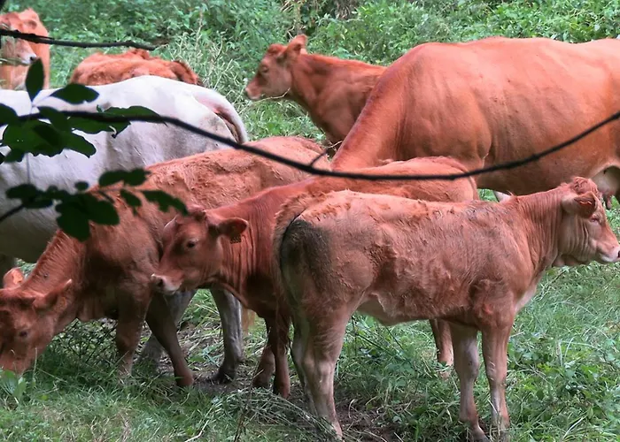 La Ferme Des Hautins - -d'hôtes Rieucaze